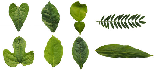 Each leaf image of the plant