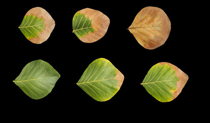 The picture shows the drying distance of the leaves