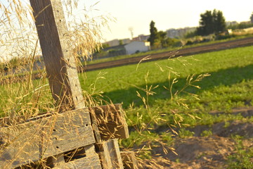 Paisaje madera naturaleza campo abierto
