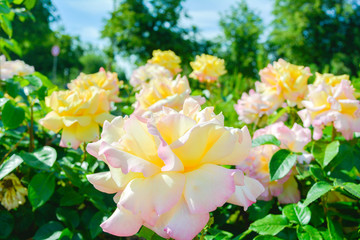 Yellow and pink rose flower. Close-up photo of garden flower with shallow DOF