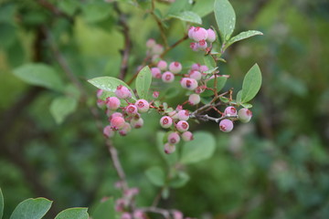 Blueberries bloom pretty in spring,and in summer the fruit swells to green, red, blue and purple black,and in autumn you can enjoy the vivid autumn leaves.
