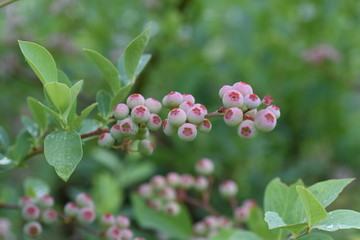 Blueberries bloom pretty in spring,and in summer the fruit swells to green, red, blue and purple black,and in autumn you can enjoy the vivid autumn leaves.