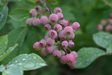 Blueberries bloom pretty in spring,and in summer the fruit swells to green, red, blue and purple black,and in autumn you can enjoy the vivid autumn leaves.