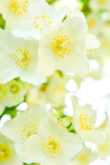 White jasmine bush blossoming in summer day