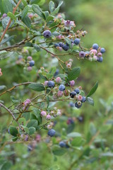 Blueberries bloom pretty in spring,and in summer the fruit swells to green, red, blue and purple black,and in autumn you can enjoy the vivid autumn leaves.