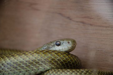 アオダイショウ