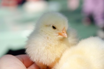 ひよこ © F_Nakatani