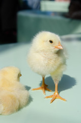 ひよこ