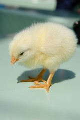 ひよこ
