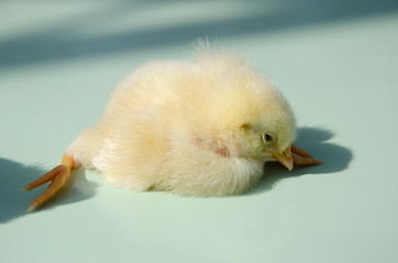 ひよこ © F_Nakatani