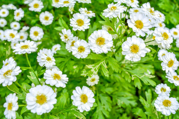 White and yellow flowers of Feverfew Pyrethrum or Tanacetum Corymbosum