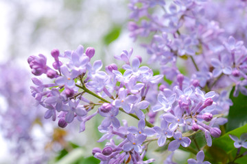 Lilac shrub flower blooming in spring garden. Common lilac Syringa vulgaris bush