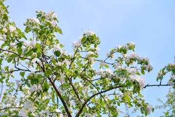 Apple tree branches with pink flowers and buds on the blue sky background