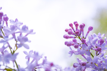 Obraz na płótnie Canvas Lilac shrub flower blooming in spring garden. Common lilac Syringa vulgaris bush