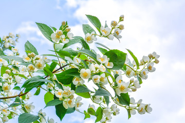 White jasmine bush branch blossoming in summer day