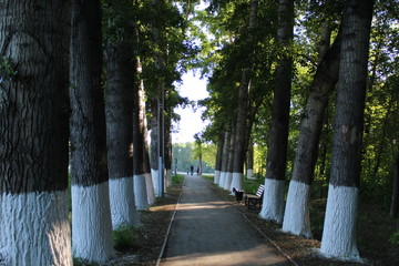 alley in park