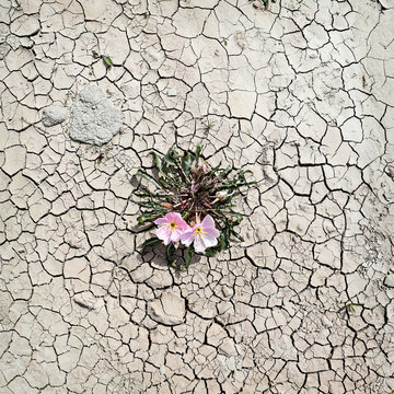 A flower grows in the parched earth