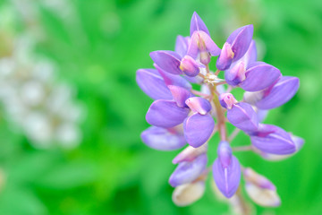 Lupine with purple flowers blossom on summer garden