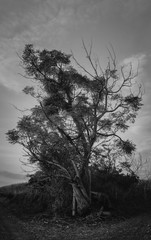 tree in B/W