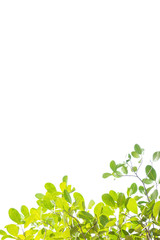 Green leaf on white background with copy space,Plants in Asia