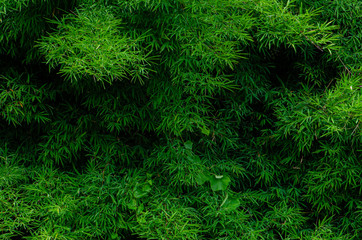 green leaf bamboo background in the forest.