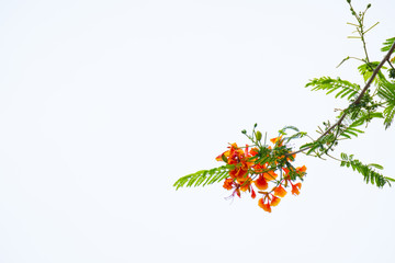 Orange flowerf on  copy space,Plants in Asia