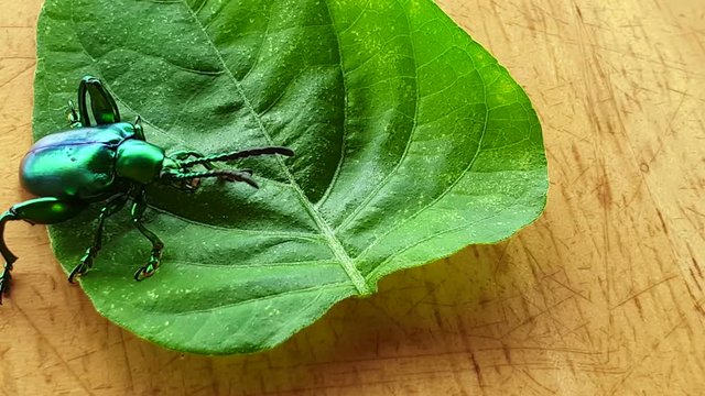 Macro video jewel beetle green leaf shiny coloful insect
