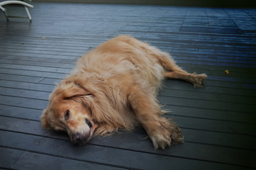 Fat labrador retriever sleep