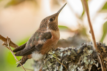 Rufous Hummingbird - Leaving the Nest