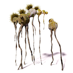 alien plant, exotic flora isolated on white background