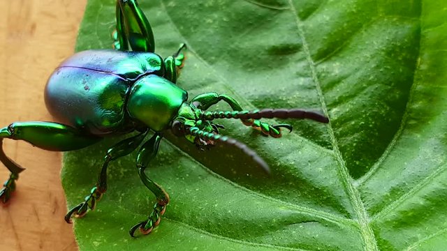Macro video of jewel beetle on leaf shiny coloful insect