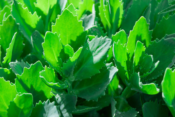 macro fresh green plant leaves