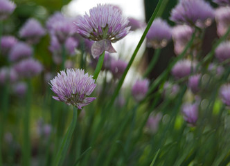 gentle macro purple plant with green leaves