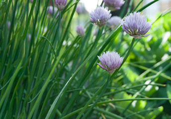 gentle macro purple plant with green leaves