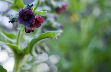 macro small dark flowers on a neutral background