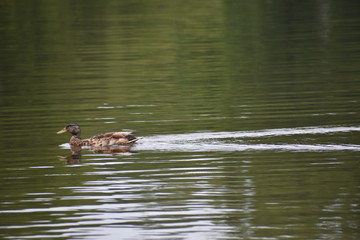 duck in pond