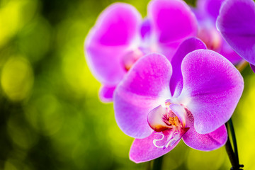 Fototapeta na wymiar Purple Orchid Flower