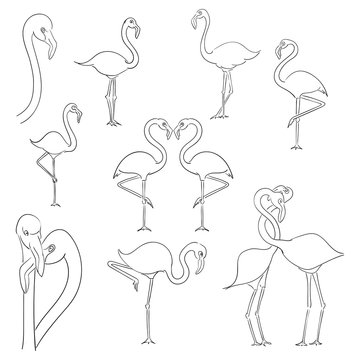 Flamingo vector illustration isolated on a white background.