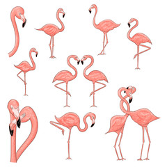 Cartoon flamingo vector illustration isolated on a white background.