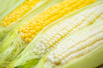 White and Yellow Corn on the white background