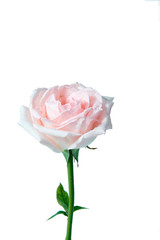 Flora pink pastel roses isolated. Blossom flower background wallpaper on wedding day. -Image