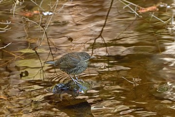 くつろぐカワガラスの幼鳥