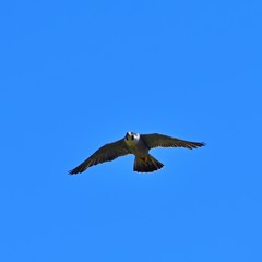 青空バックに悠然と飛ぶハヤブサ 
