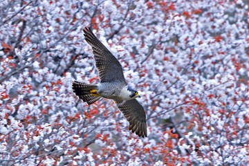 満開の山桜をバックに悠然と飛ぶハヤブサ
