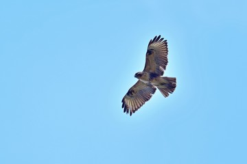 Obraz premium 青空バックに悠然と飛ぶノスリ