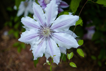 Purple Flower Dahlia