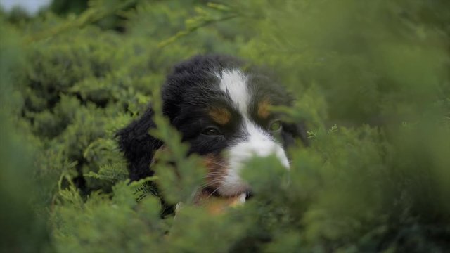 Bernese Mountain Dog Puppy Lying On Bush Eating A Treat
