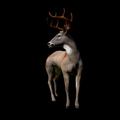 white tailed deer, isolated on black background