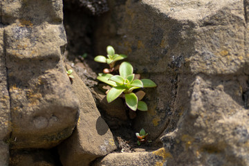 green flower makes its way out of the rocks
