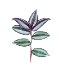 Colorful silver inch leaves or  tradescantia zebrinahort isolated on white background with clipping path , tropical nature ornamental plants